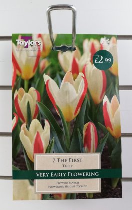 Taylors The First Tulips - 7 Bulbs