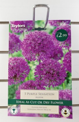 Taylors Purple Sensation Allium - 5 Bulbs