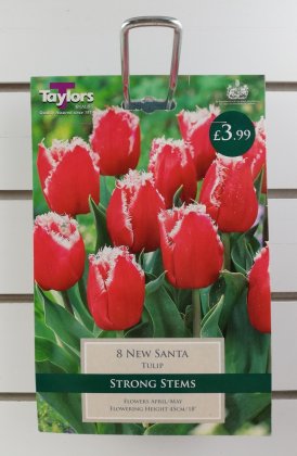 Taylors New Santa Tulips - 8 Bulbs