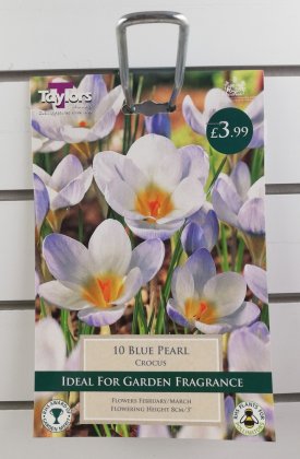 Taylors Blue Pearl Crocus - 10 Bulbs