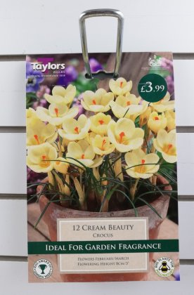 Taylors Cream Beauty Crocus - 12 Bulbs