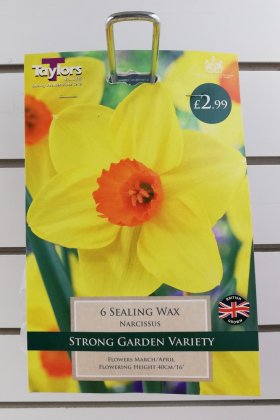 Taylors Sealing Wax Daffodils - 6 Bulbs