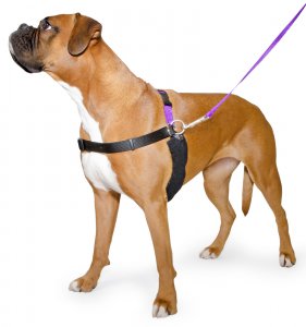 Ancol Harness Lead and DVD 7-8 Large