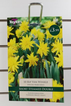 Taylors Rip Van Winkle Daffodils - 10 Bulbs