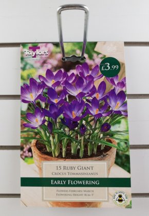 Taylors Ruby Giant Crocus - 15 Bulbs