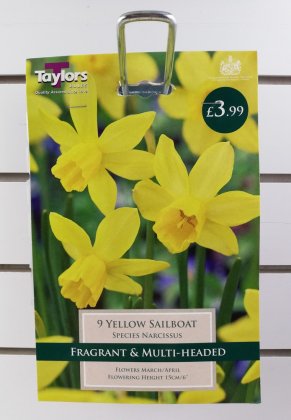 Taylors Yellow Sailboat Daffodils - 9 Bulbs