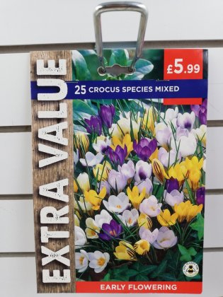 Taylors Crocus Species - 25 Mixed Bulbs