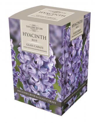 Taylors Blue Hyacinth Grow Kit With Glass Carafe - 1 Bulb