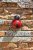 Flamboya Menagerie Hangers On Decor Ladybird