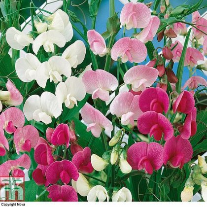 Sweet Pea Everlasting Mixed (Lathyrus)