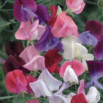 Thompson & Morgan Sweet Pea Heirloom Bicolour Mix