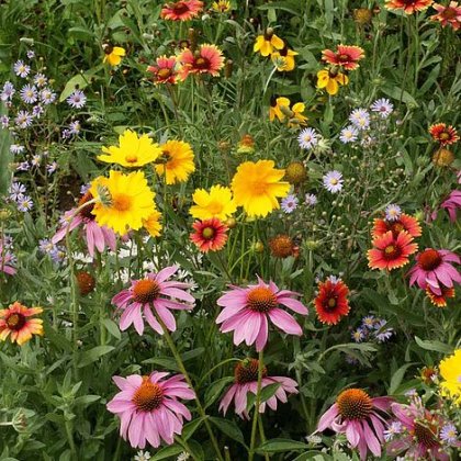 Wild Flower Honey Bee Flower Mix