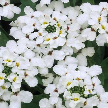 Thompson and Morgan Candytuft Giant Hyacinth flowered