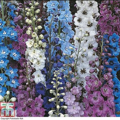 Thompson & Morgan Delphinium Pacific Giants mixed