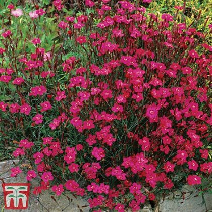 Dianthus Maiden Pink Brilliancy