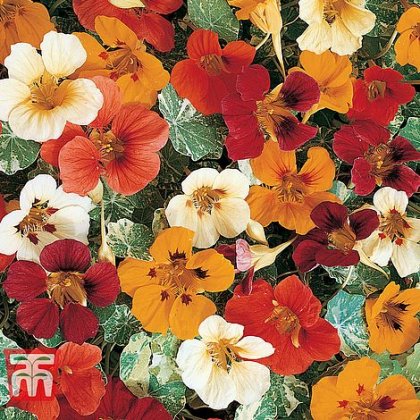 Thompson & Morgan Nasturtium Jewel of Africa