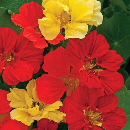 Thompson & Morgan Nasturtium Bolero Mixed