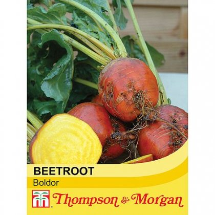 Thompson & Morgan Beetroot Boldor