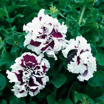 Thompson & Morgan Petunia Purple Pirouette f1 Hybrid