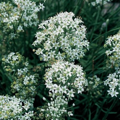 Thompson & Morgan Herb Garlic Chives