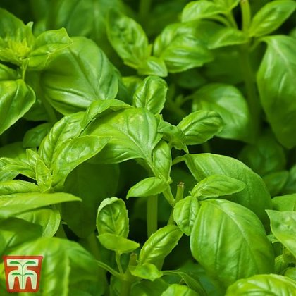 Thompson & Morgan Herb Basil Devotion