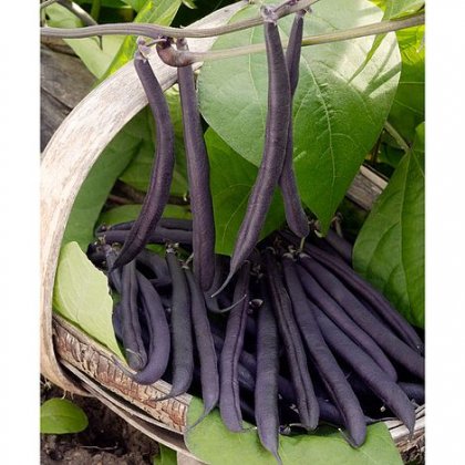 Thompson & Morgan Dwarf Bean Purple Teepee