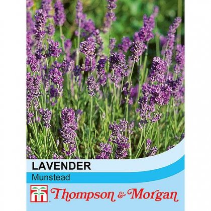 Lavender Munstead