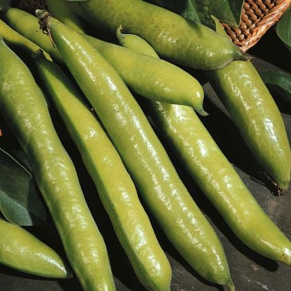 Thompson & Morgan Broad Bean Aquadulce Claudia