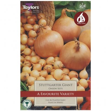 Taylors Stuttgarter Giant Onion Sets - 50 Bulbs