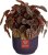 The Winery Collection 14cm Deep Purple