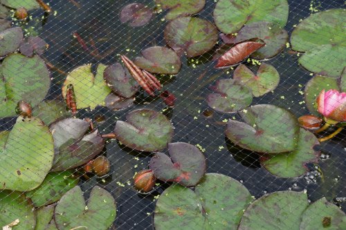 Smart Garden Pond & Fruit Cage Netting - Black 12mm Mesh 2 x 5M