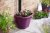 Clever Pots Downpipe Plant Pot - Orchid