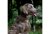 Ancol Timberwolf Leather Collar Sable 20-26cm Size 1
