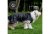 Ancol Stormguard Dog Coat - Black Extra Small