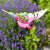 Flamboya Barmy Stake Butterfly - Assorted