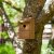 ChapelWood Nest Box Classic