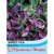 Thompson & Morgan Sweet Pea Matucana