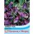 Thompson & Morgan Sweet Pea Matucana