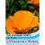 Thompson & Morgan Californian Poppy Sun Shades