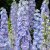 Thompson & Morgan Delphinium Centurion Lilac Bicolour hybrid