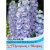 Thompson & Morgan Delphinium Centurion Lilac Bicolour hybrid