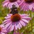 Thompson & Morgan Echinacea Pink Parasol