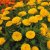 Thompson & Morgan Calendula Candyman Yellow