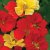 Thompson & Morgan Nasturtium Bolero Mixed