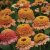 Thompson & Morgan Zinnia Elegans Zinderella Peach