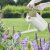 Smart Garden Watering Can 4.5lt Ivory