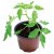 Garland 9cm Professional Growing Pots (10)