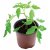 Garland 10.5cm Professional Growing Pots - Pack of 10