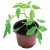 Garland 13cm Professional Growing Pots - Pack of 5