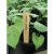 Garland Wooden Plant Labels - 13cm (5